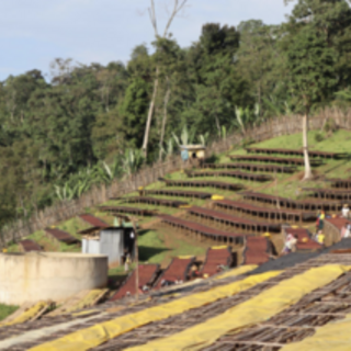 Ethiopia Edido - Natural - Green Coffee Beans